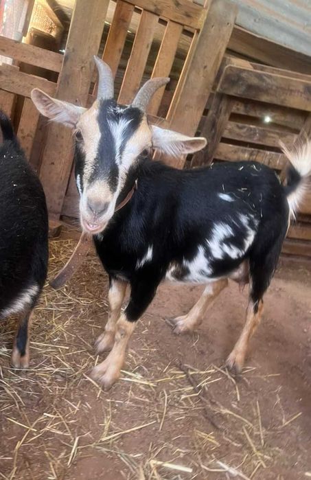 Conjunto de 3 cabras anãs, duas crias (machos) e a mãe destes