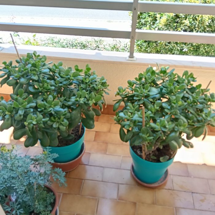 Campo Grande - Vendo Plantas