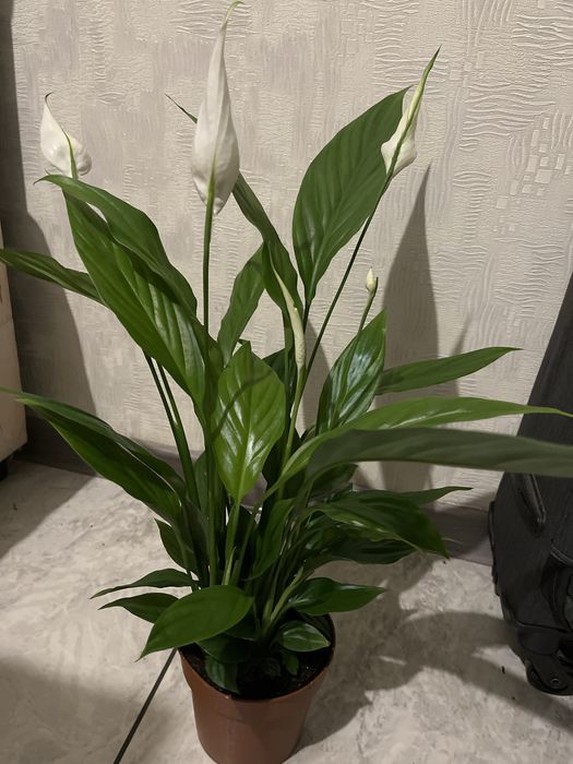 Спатифілум,антуріум,алоє,пілея,кактус,сансевієрія