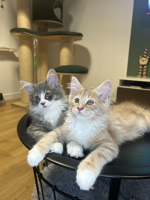 Maine Coon Beżowa Kocica
