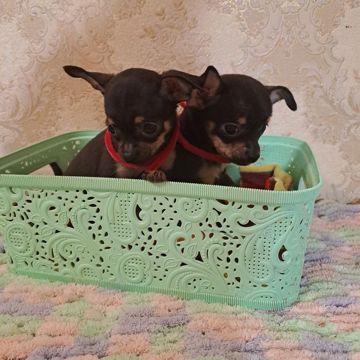 Мини девчонки чихуахуа