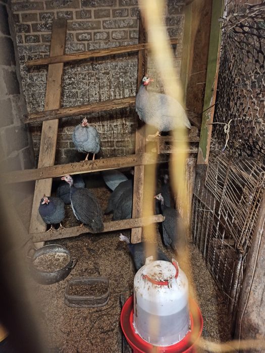 Perliczki samice i samce