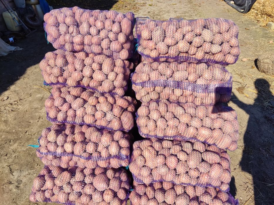 Продам картоплю белароса.6.5