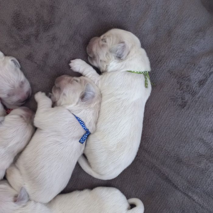 Słodki Gloden Retriever