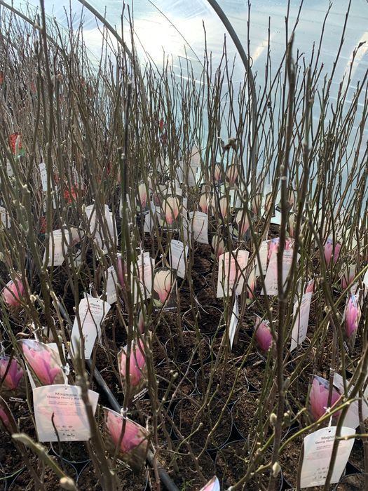 Magnolia 3L Różne Odmiany