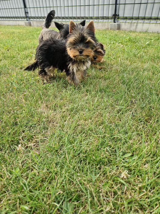 Yorkshire Terrier Suczka Gotowa do Odbioru!!