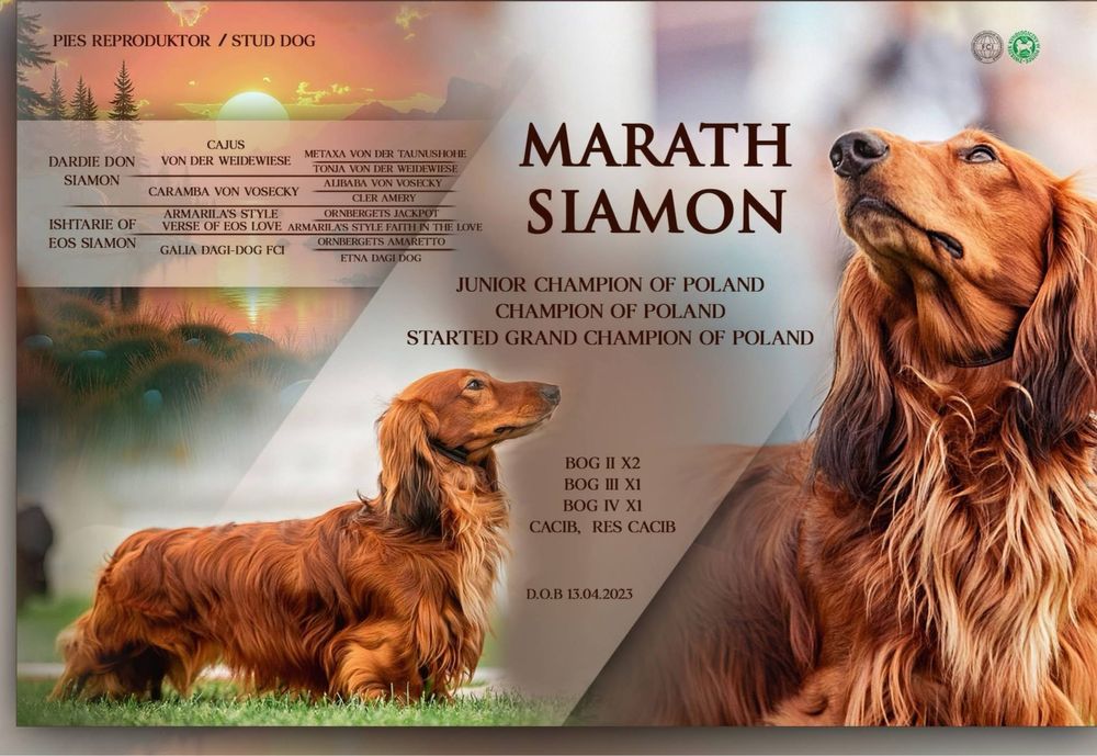 Jamnik Długowłosy Standardowy