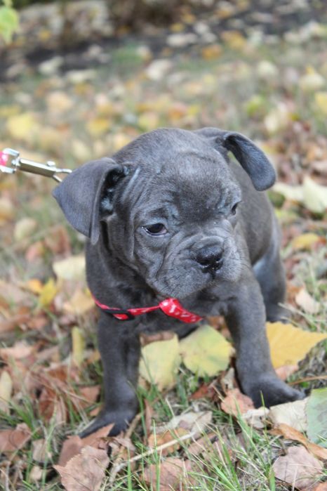 Супер веселі Французики