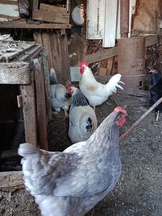 Инкубационное яйцо обычных курей