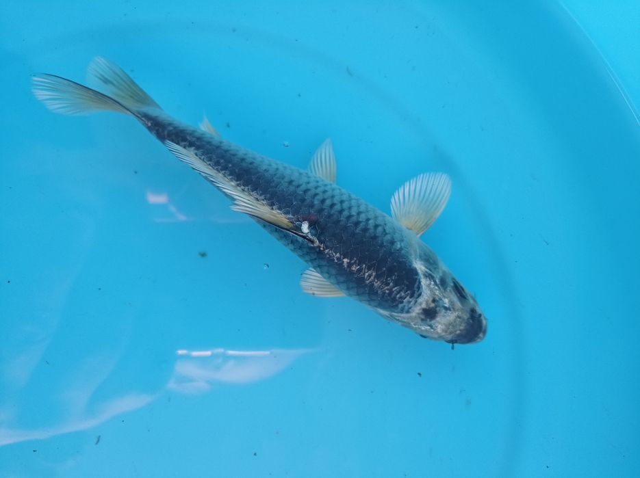 Carpas koi selecionadas