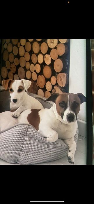 Jack russell terrier