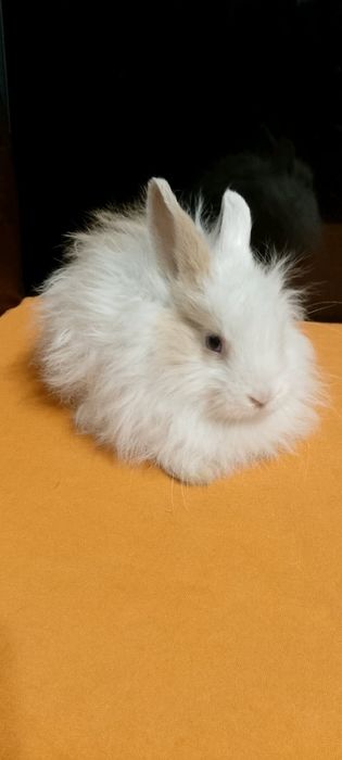 Króliczki miniaturki