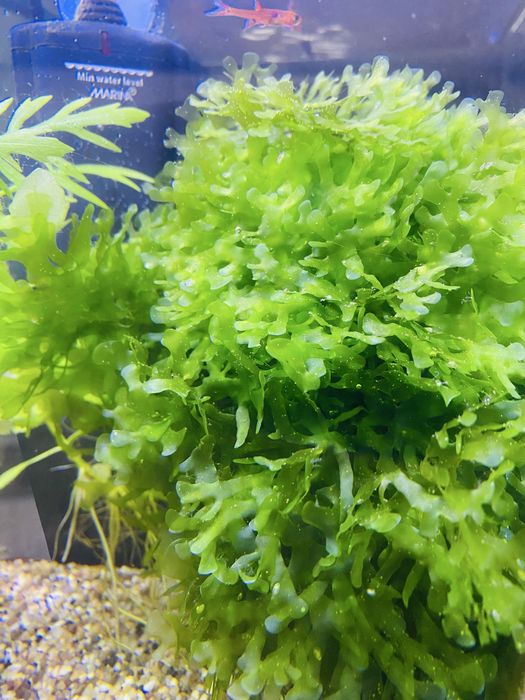 Musgo Pellia (Monosolenium tenerum) - Ideal para Troncos e Rochas