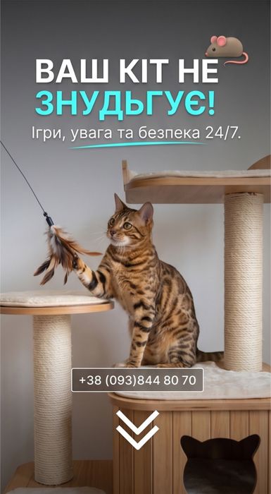 Готель для котусиків «Чешир»