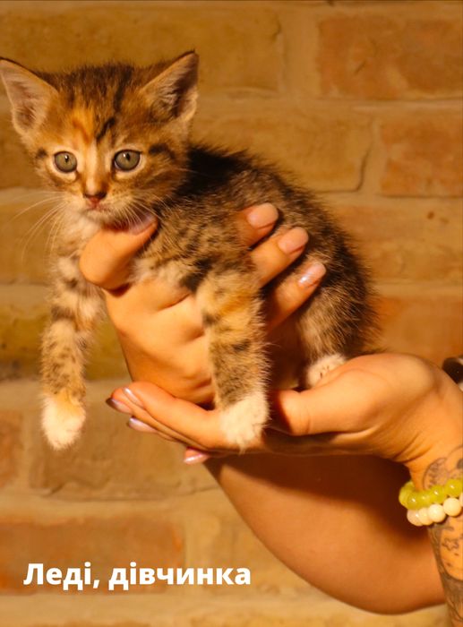Кошенята, в добрі руки, кошеня Київ, коти