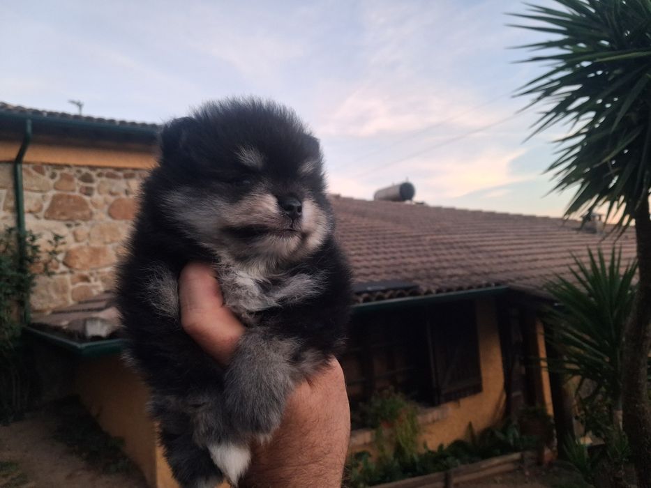 Spitz anão macho