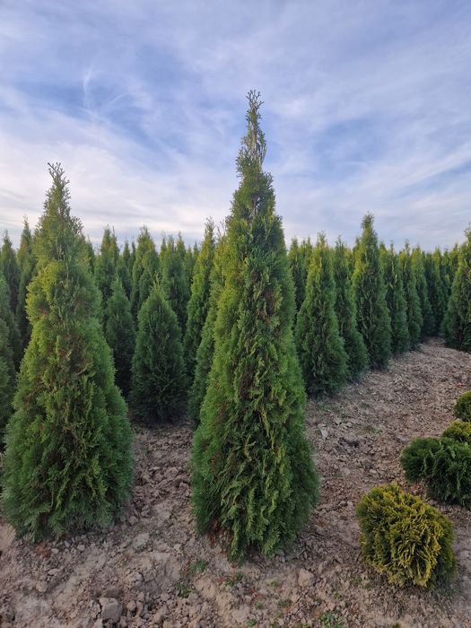 Tuja szmaragd, Thuja Smaragd