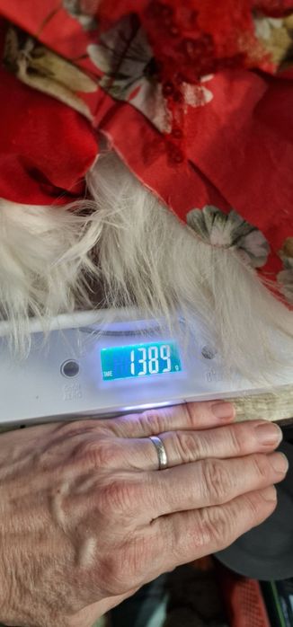 Мальтезе,  мікро,дівчинка