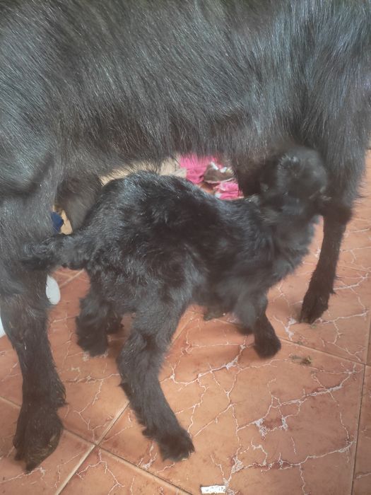 Отдам бесплатно  козлят  в заботливые руки