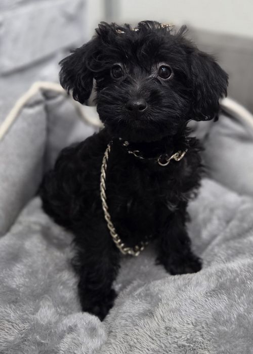 Sliczna czarniutka mini xxs suczka maltipoo