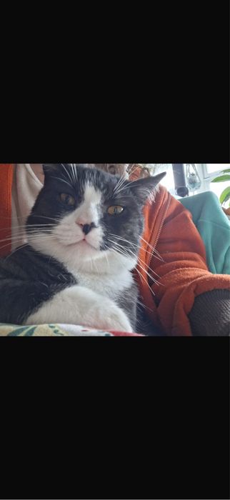 gato pra adocao gratis