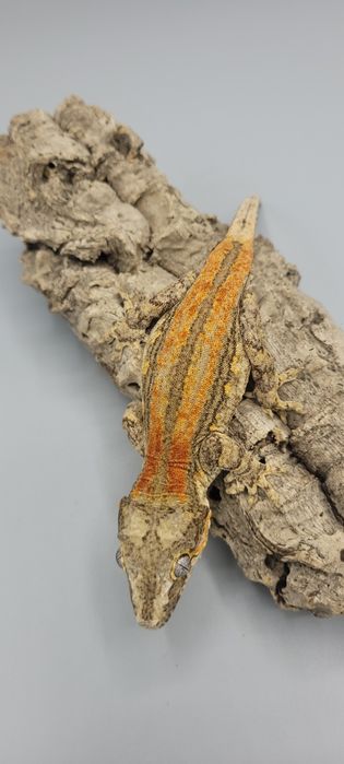 Samiec Gekona Uszatego , nie Orzęsiony.