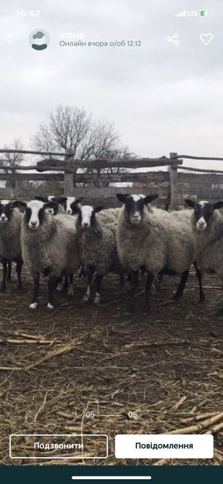 вівці .романівської породи . Ягнята