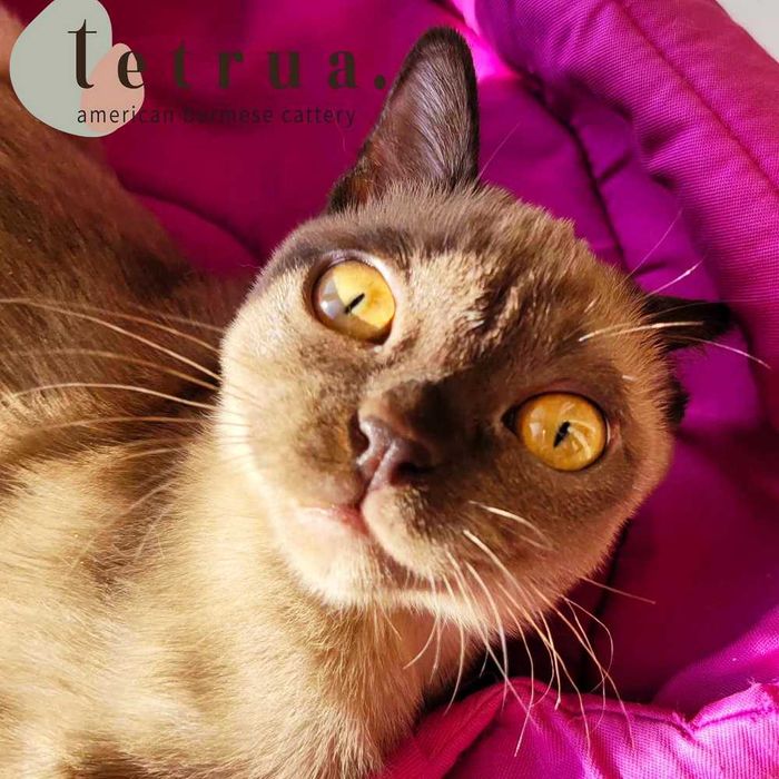 Классный парень американской бурмы Ролекс!