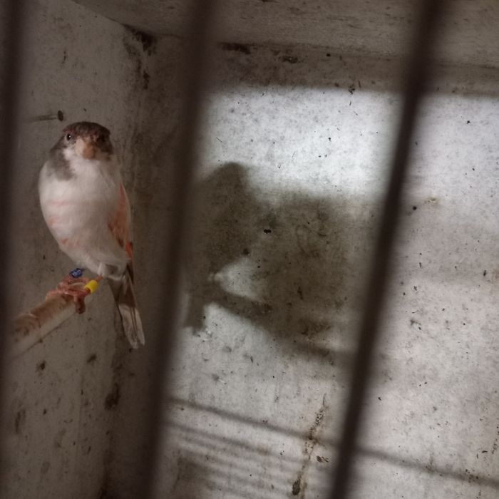 Vendo ou troco canarios por outras aves