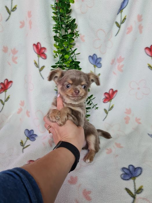 Excecional mini pelo comp Chihuahua/Chiuaua de Qualidad,LinhagemRussa