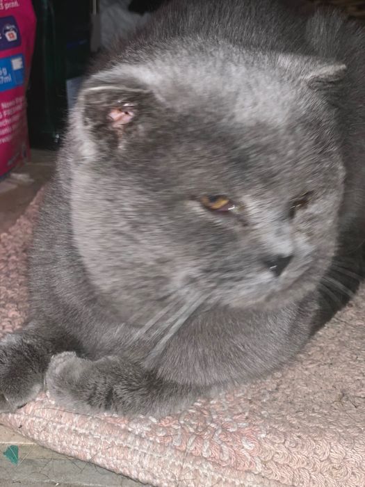 Znaleziono kota w Szczecinie