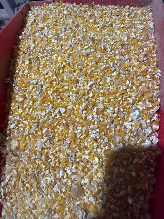 Kukurydza sucha gnieciona