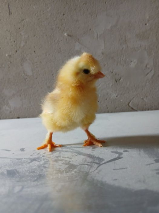 Продам домашні курчатка