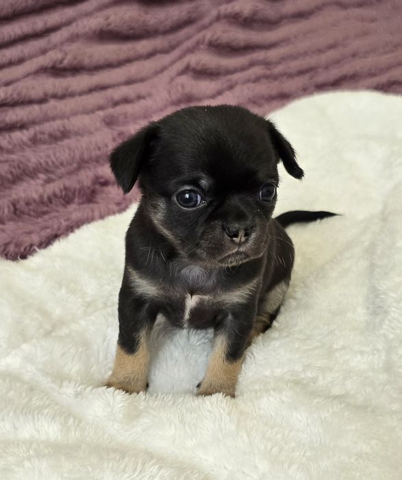 Chihuahua krótkowłosa sunia czarna podpalana