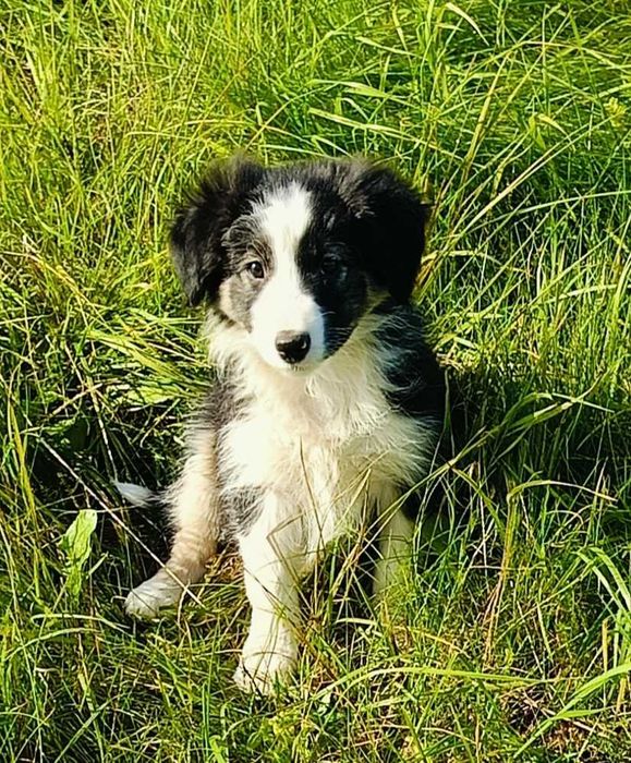 Border collie samiec z rodowodem