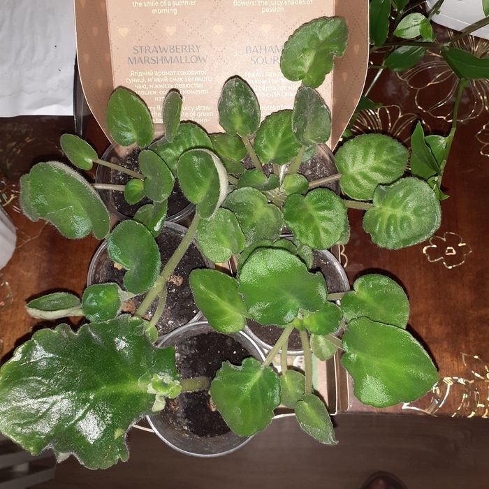 Фіалка сортова набір діток 6 шт.мікс