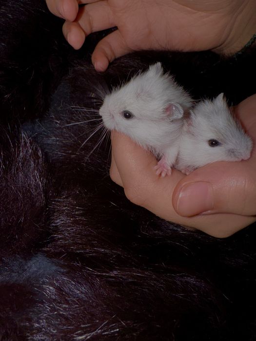 Продам хомʼячків