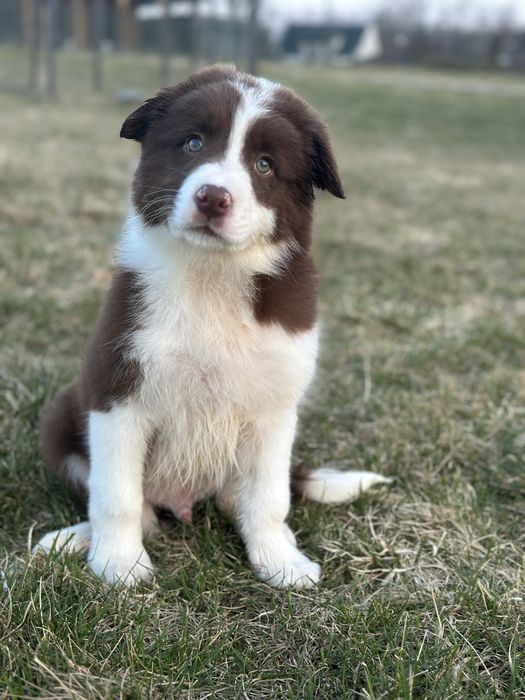 Border Collie czekoladowy piesek, ZKwP FCI