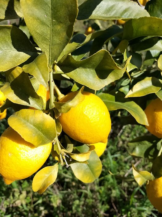 Limões Biologicos casca fina