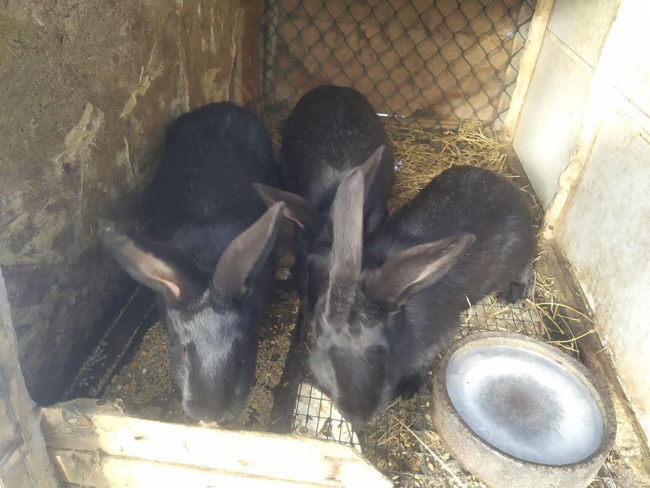 Полтавське Срібло Продам Молодняк Кролів Полтавське Срібло