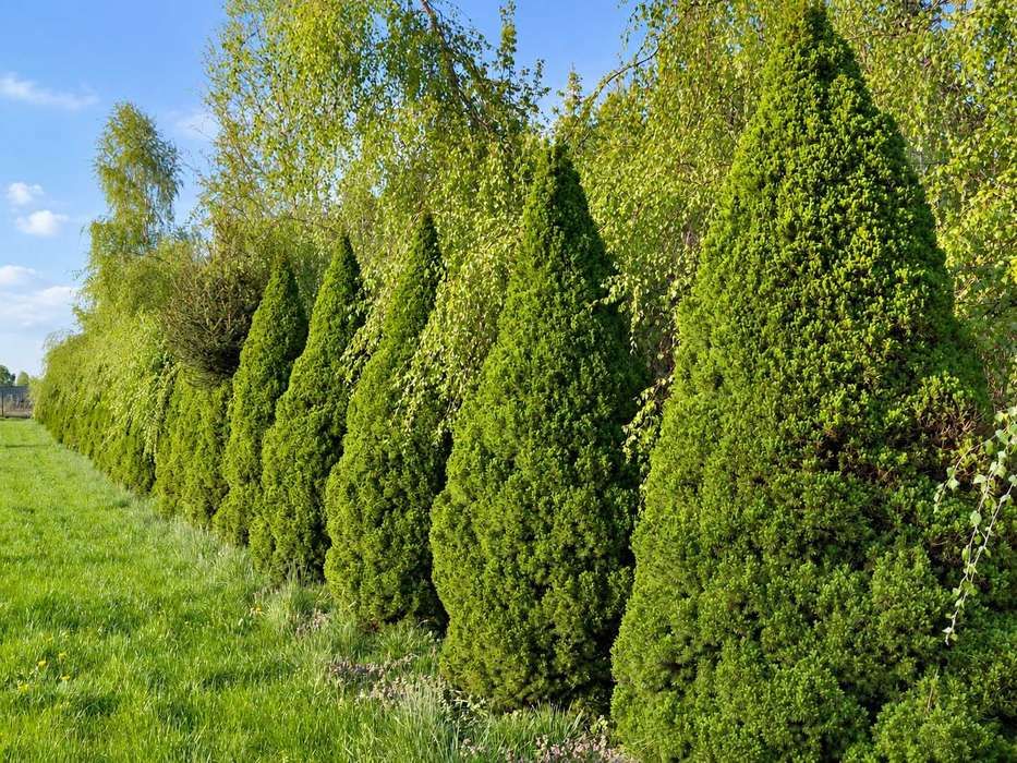 Drzewa iglaste do dużych ogrodów: choiny kanadyjskie, metasekwoje i Conica dla wykonawców. Wybór konkretnych drzew i indywidualna wycena w szkółce.
