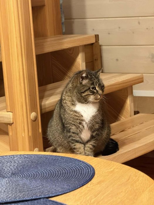 Urocza Zuzia szuka domu!