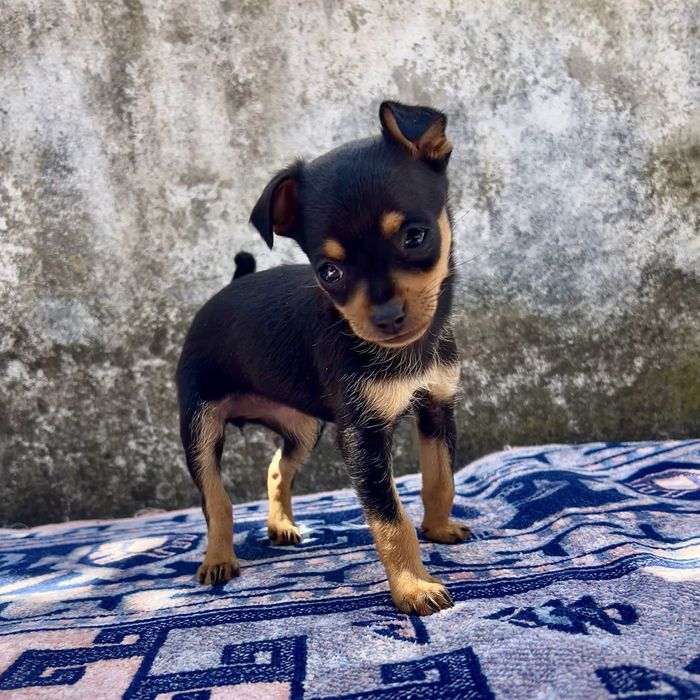 Pinscher miniatura - fêmea