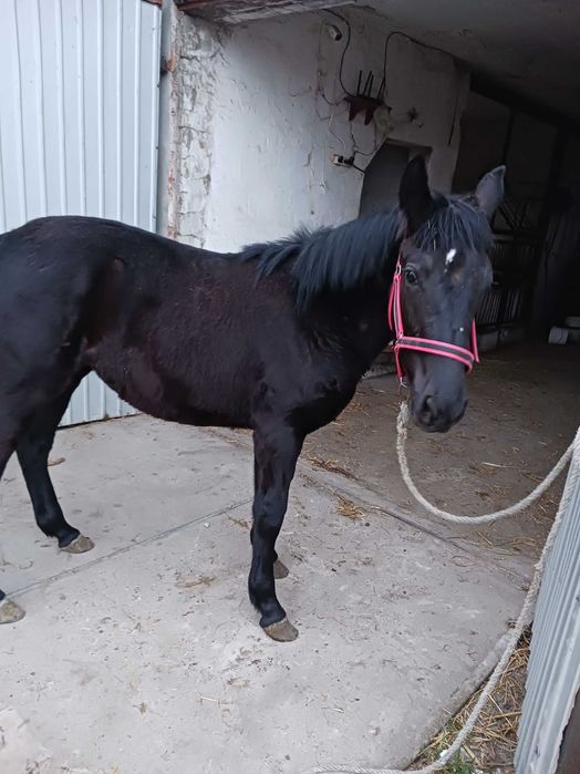 Klaczka rasy Śląska