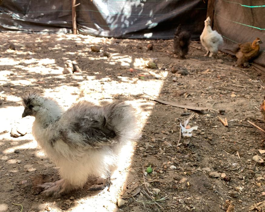 Sedosas de Japão,  com 2  meses