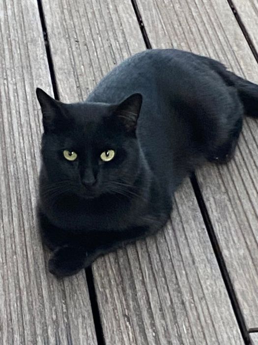 Gatinho preto para adopcao