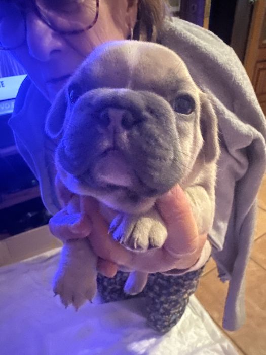 Buldogue Francês macho