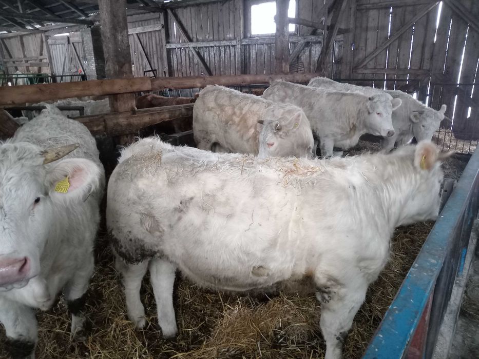 Charolaise jałówki