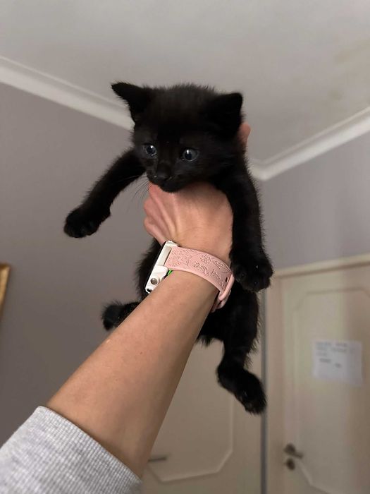 Gatinhos com 2 meses para adoção responsável