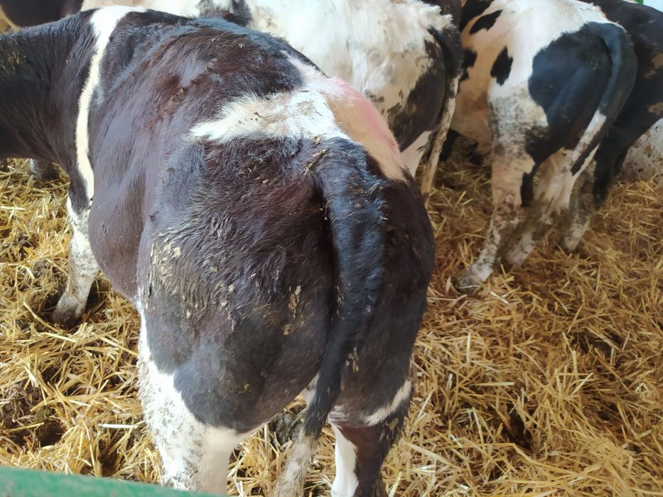 Sprzedam byczki, jałóweczki mięsne, samodzielne, startery, odsadki